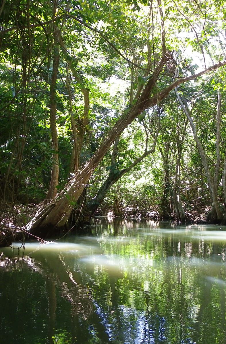 Rent a car in Martinique to go to see the mangroves